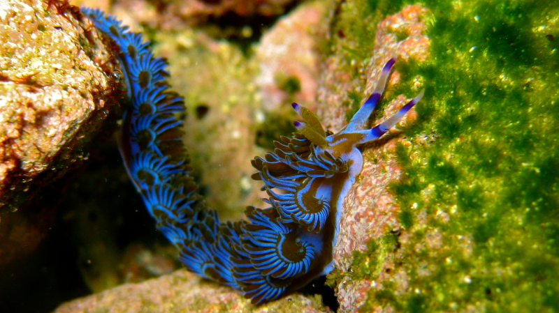 Illustration for article titled Striking Photographs Of Sea Slugs Expose The Alien World Under the Sea